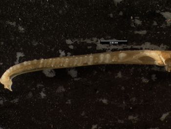 Media type: image;   Herpetology R-132042